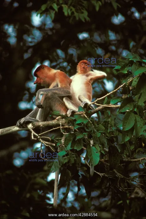 : Proboscis Monkey - Female & young : Proboscis Monkey - Female & young