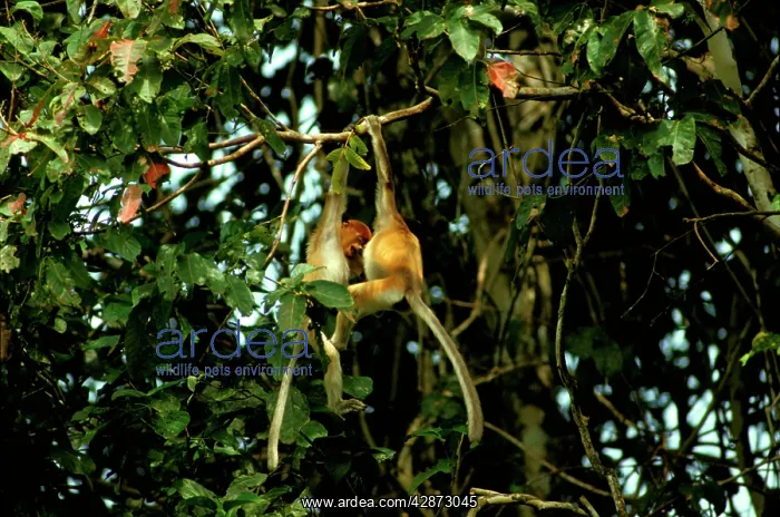 : Proboscis Monkey - Juveniles playing in riverine forest : Proboscis Monkey - Juveniles playing in riverine forest
