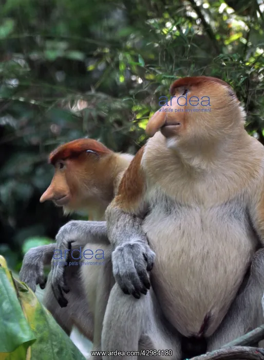 : Proboscis Monkey / Long-Nosed Monkey : Proboscis Monkey / Long-Nosed Monkey