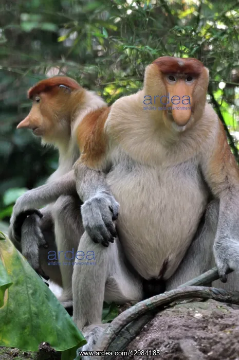 : Proboscis Monkey / Long-Nosed Monkey : Proboscis Monkey / Long-Nosed Monkey