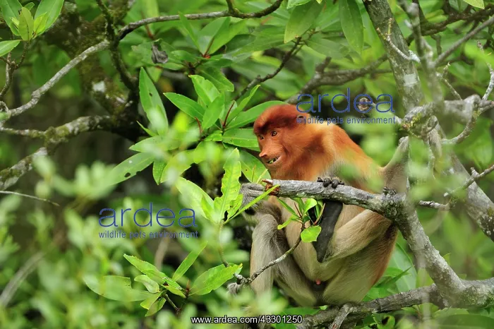 : Proboscis Monkey / Long-nosed Monkey Bako National : Proboscis Monkey / Long-nosed Monkey Bako National