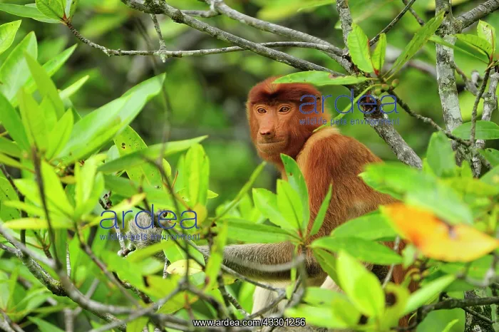 : Proboscis Monkey / Long-nosed Monkey Bako National : Proboscis Monkey / Long-nosed Monkey Bako National