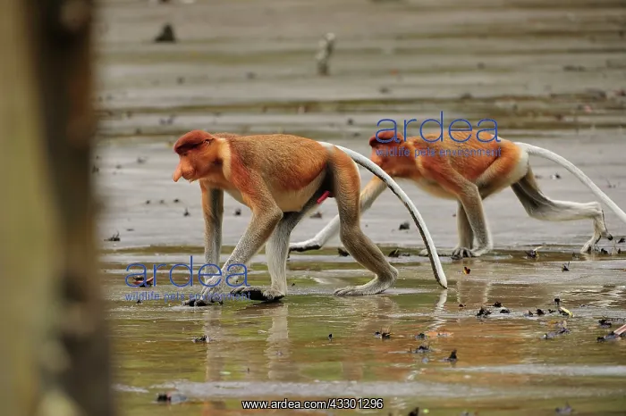 : Proboscis Monkey / Long-nosed Monkey Bako National : Proboscis Monkey / Long-nosed Monkey Bako National