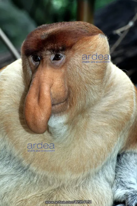 : Proboscis Monkey / Long-Nosed Monkey - male : Proboscis Monkey / Long-Nosed Monkey - male