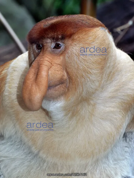 : Proboscis Monkey / Long-Nosed Monkey - male : Proboscis Monkey / Long-Nosed Monkey - male