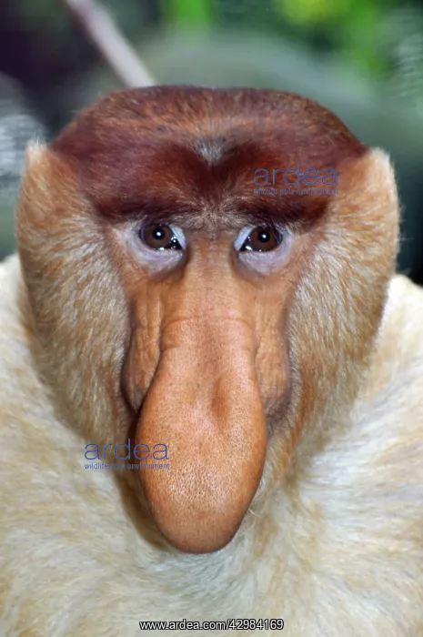: Proboscis Monkey / Long-Nosed Monkey - male : Proboscis Monkey / Long-Nosed Monkey - male
