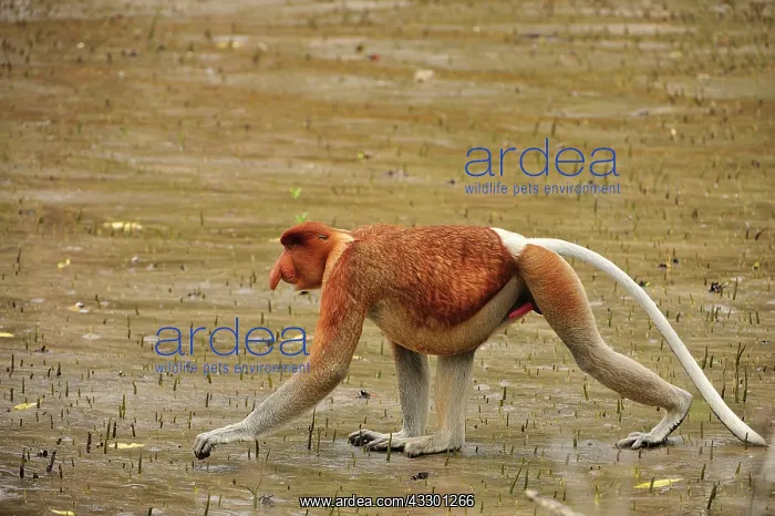 : Proboscis Monkey / Long-nosed Monkey - male Bako : Proboscis Monkey / Long-nosed Monkey - male Bako