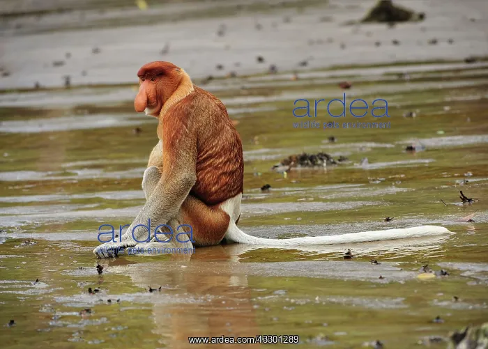 : Proboscis Monkey / Long-nosed Monkey - male Bako : Proboscis Monkey / Long-nosed Monkey - male Bako