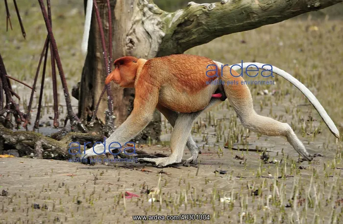 : Proboscis Monkey / Long-nosed Monkey - male Bako : Proboscis Monkey / Long-nosed Monkey - male Bako