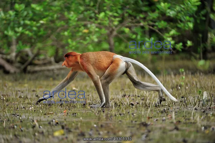 : Proboscis Monkey / Long-nosed Monkey - male Bako : Proboscis Monkey / Long-nosed Monkey - male Bako