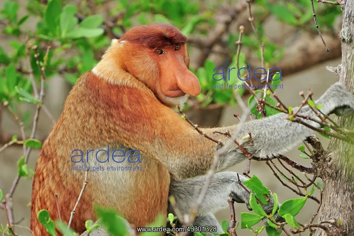 : Proboscis Monkey / Long-nosed Monkey - male Bako : Proboscis Monkey / Long-nosed Monkey - male Bako
