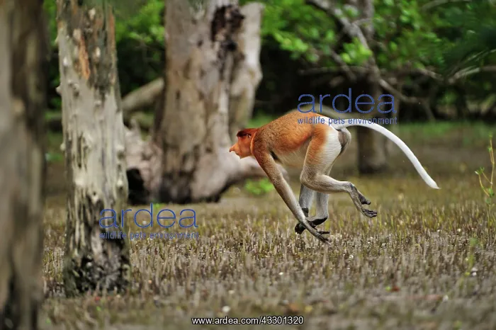 : Proboscis Monkey / Long-nosed Monkey - male - running : Proboscis Monkey / Long-nosed Monkey - male - running
