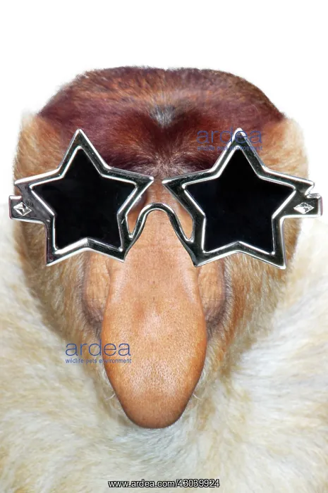 : Proboscis Monkey / Long-Nosed Monkey wearing Star sunglasses : Proboscis Monkey / Long-Nosed Monkey wearing Star sunglasses