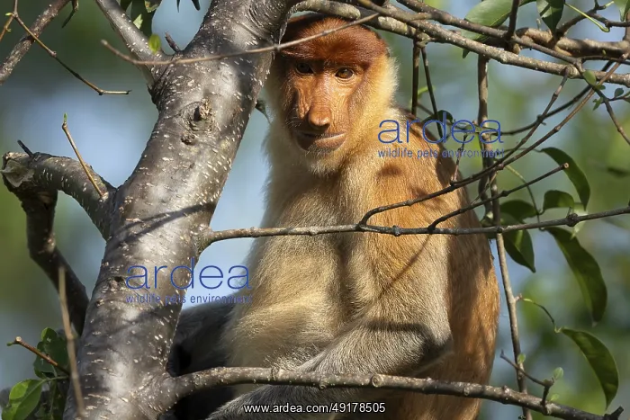 : Proboscis monkey (Nasalis larvatus) : Proboscis monkey (Nasalis larvatus)