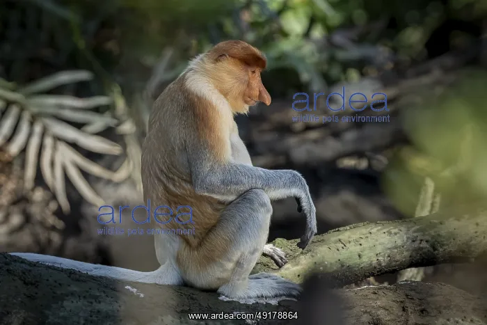 : Proboscis monkey (Nasalis larvatus) : Proboscis monkey (Nasalis larvatus)