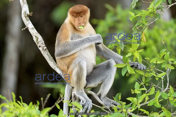 : Proboscis monkey (Nasalis larvatus) : Proboscis monkey (Nasalis larvatus)