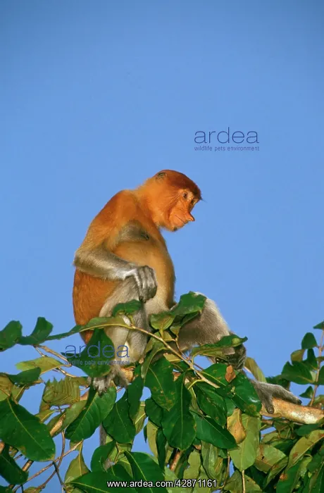 : Proboscis Monkey (Nasalis larvatus) adult female : Proboscis Monkey (Nasalis larvatus) adult female