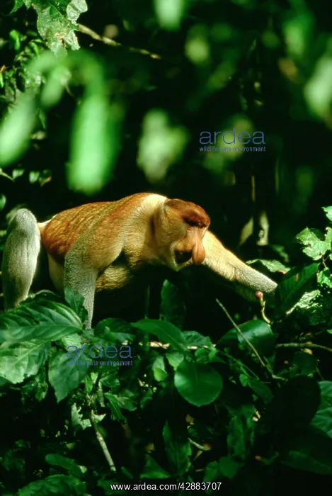 : Proboscis Monkey (Nasalis larvatus) adult male : Proboscis Monkey (Nasalis larvatus) adult male