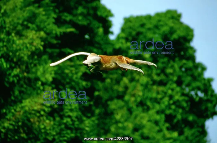 : Proboscis Monkey (Nasalis larvatus) adult male jumping : Proboscis Monkey (Nasalis larvatus) adult male jumping
