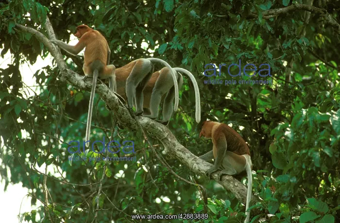 : Proboscis Monkey (Nasalis larvatus) bachelor group : Proboscis Monkey (Nasalis larvatus) bachelor group