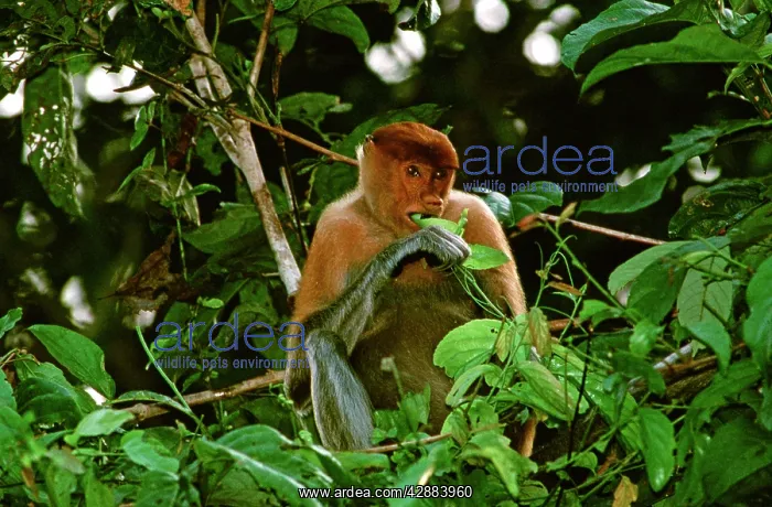 : Proboscis Monkey (Nasalis larvatus) eating vine leaves : Proboscis Monkey (Nasalis larvatus) eating vine leaves