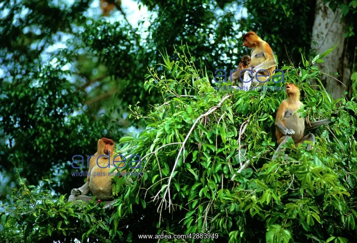 : Proboscis Monkey (Nasalis larvatus) family group feeding : Proboscis Monkey (Nasalis larvatus) family group feeding