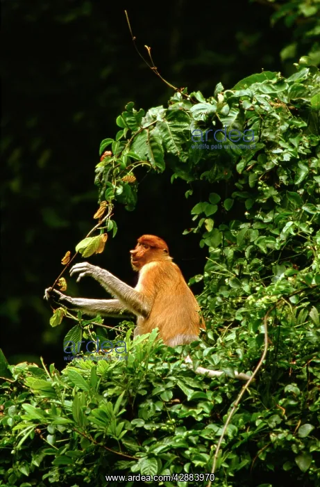 : Proboscis Monkey (Nasalis larvatus) female feeding on a vine : Proboscis Monkey (Nasalis larvatus) female feeding on a vine