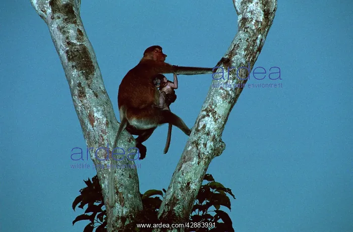 : Proboscis Monkey (Nasalis larvatus) female & infant : Proboscis Monkey (Nasalis larvatus) female & infant
