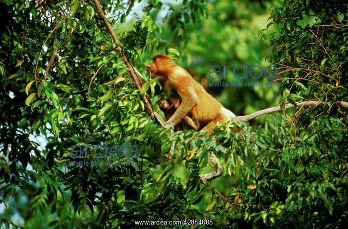  : Proboscis Monkey (Nasalis larvatus) female & infant in tree