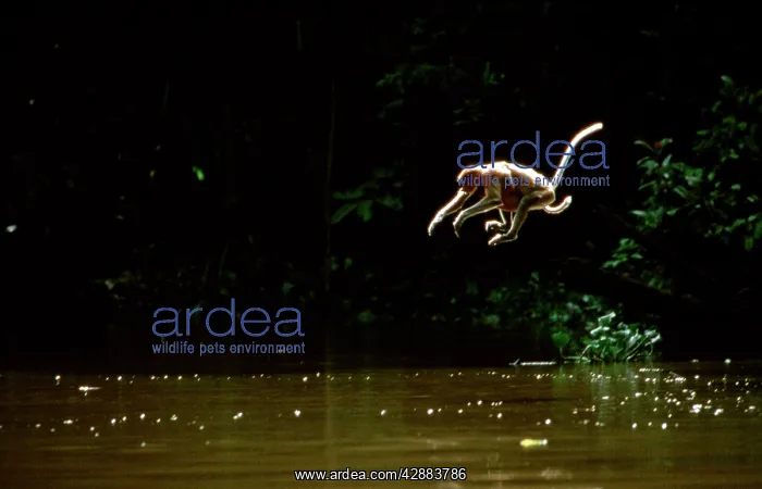 : Proboscis Monkey (Nasalis larvatus) female & young : Proboscis Monkey (Nasalis larvatus) female & young