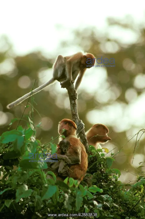 : Proboscis Monkey (Nasalis larvatus) female and young : Proboscis Monkey (Nasalis larvatus) female and young