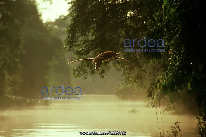 : Proboscis Monkey (Nasalis larvatus) jumping across river : Proboscis Monkey (Nasalis larvatus) jumping across river