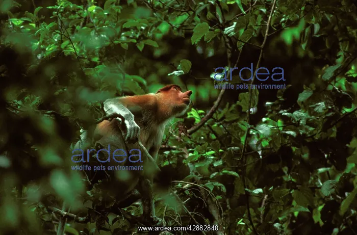 : Proboscis Monkey (Nasalis larvatus) male : Proboscis Monkey (Nasalis larvatus) male