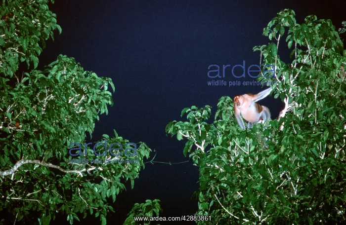 : Proboscis Monkey (Nasalis larvatus) male, threat : Proboscis Monkey (Nasalis larvatus) male, threat