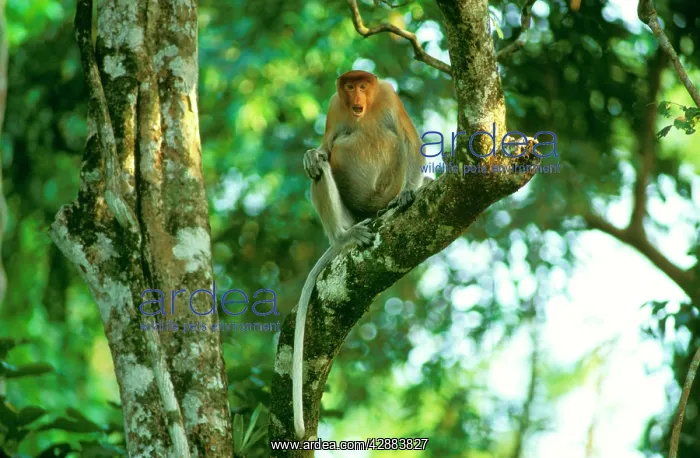 : Proboscis Monkey (Nasalis larvatus) threat display : Proboscis Monkey (Nasalis larvatus) threat display