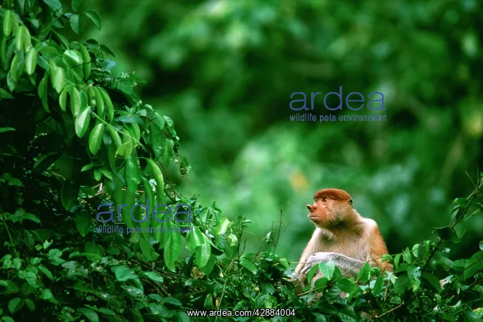 : Proboscis Monkey (Nasalis larvatus) in tree : Proboscis Monkey (Nasalis larvatus) in tree