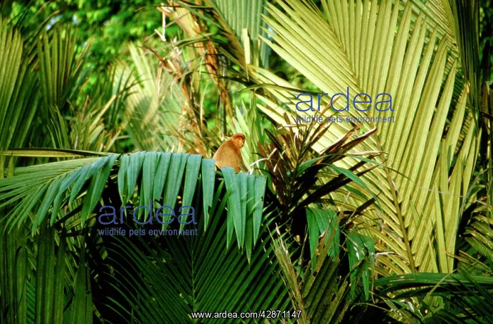 : Proboscis Monkey in Nypa palm / mangrove riverine forest : Proboscis Monkey in Nypa palm / mangrove riverine forest