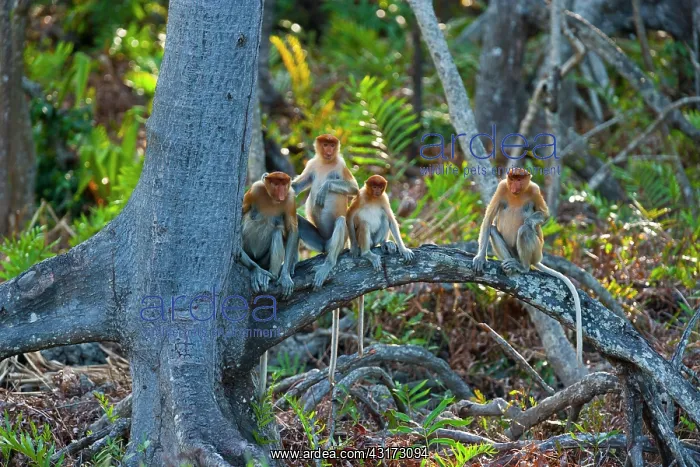 : Proboscis Monkeys (Nasalis larvatus) on a root : Proboscis Monkeys (Nasalis larvatus) on a root