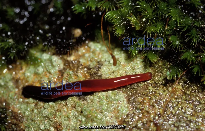 : Proboscis worm (species not identified), with proboscis : Proboscis worm (species not identified), with proboscis