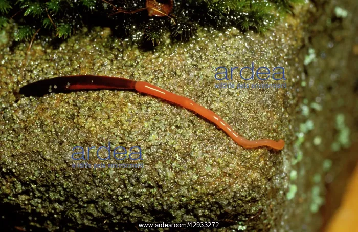  : Proboscis worm (unidentified species) with extended