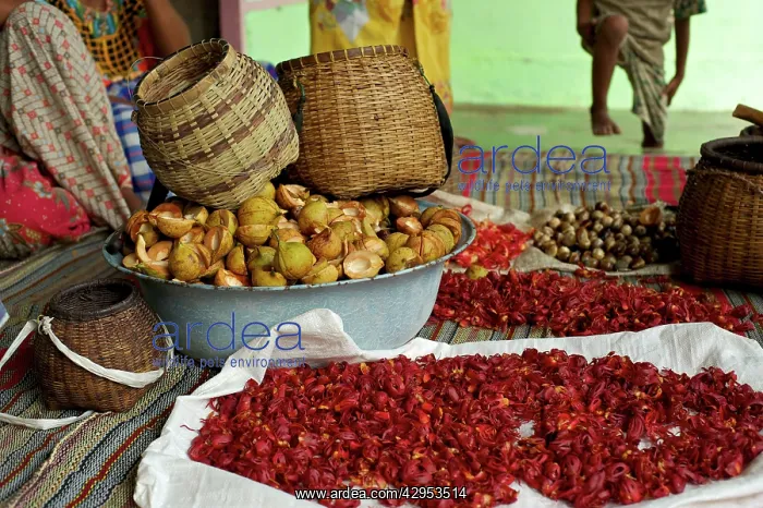 : Processing Nutmeg - baskets and red coloured mace : Processing Nutmeg - baskets and red coloured mace