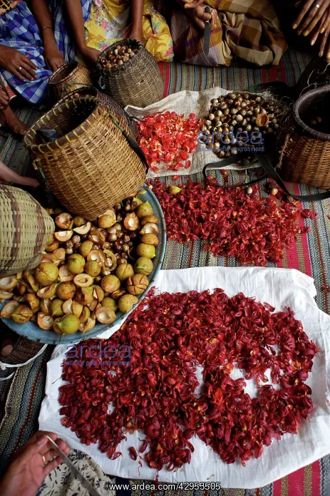: Processing Nutmeg - red coloured mace : Processing Nutmeg - red coloured mace