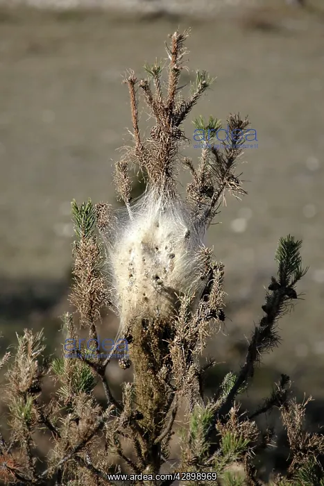 : Processional Pine Caterpillars - attacking Black Pine Tree : Processional Pine Caterpillars - attacking Black Pine Tree