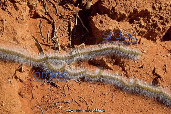 : Processionary Caterpillar - adults seeking a suitable : Processionary Caterpillar - adults seeking a suitable