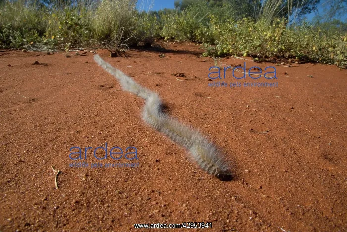 : Processionary Caterpillar - adults seeking a suitable : Processionary Caterpillar - adults seeking a suitable