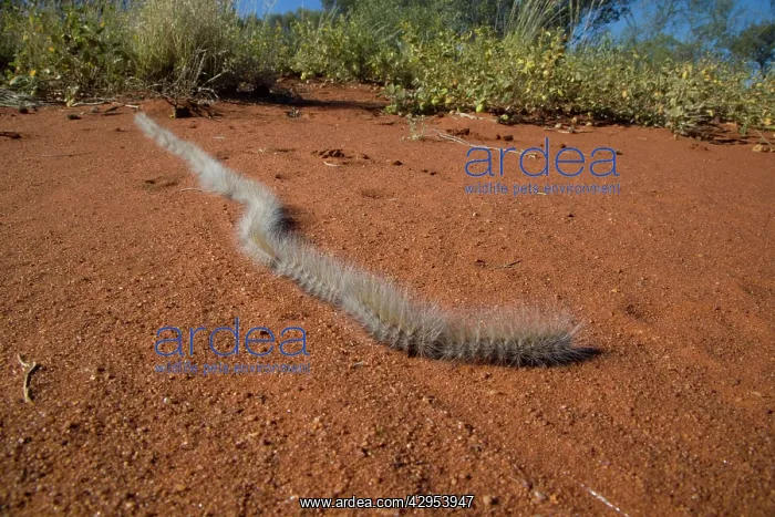 : Processionary Caterpillar - adults seeking a suitable : Processionary Caterpillar - adults seeking a suitable