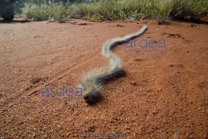 : Processionary Caterpillar - adults seeking a suitable : Processionary Caterpillar - adults seeking a suitable