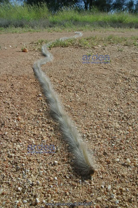 : Processionary Caterpillars - Also known as Bag : Processionary Caterpillars - Also known as Bag