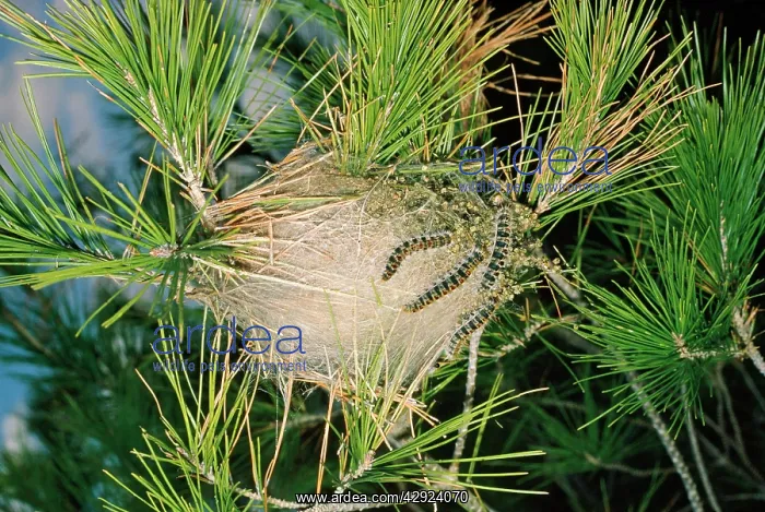 : Processionary Moth - communal nest on pine : Processionary Moth - communal nest on pine