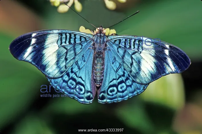 : Procilla Beauty Butterfly : Procilla Beauty Butterfly